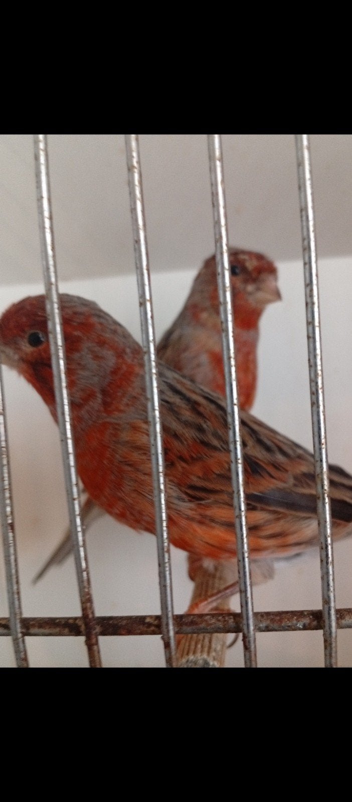 Couple canaris agate rouge 2026, Animaux & Accessoires, Plusieurs animaux, Canari de couleur