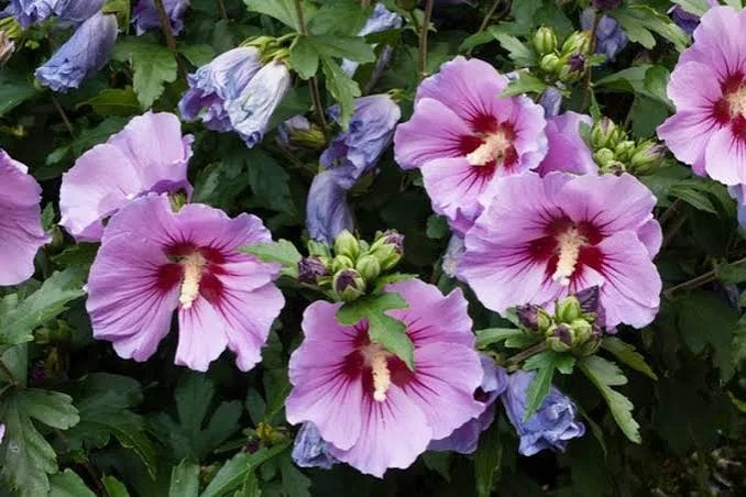 Zaailing Hybisbus Syriacus, Overige soorten, Volle zon, Vaste plant, Ophalen of Verzenden