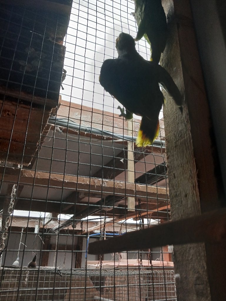 venezuela  amazones, Dieren en Toebehoren, Meerdere dieren, Papegaai