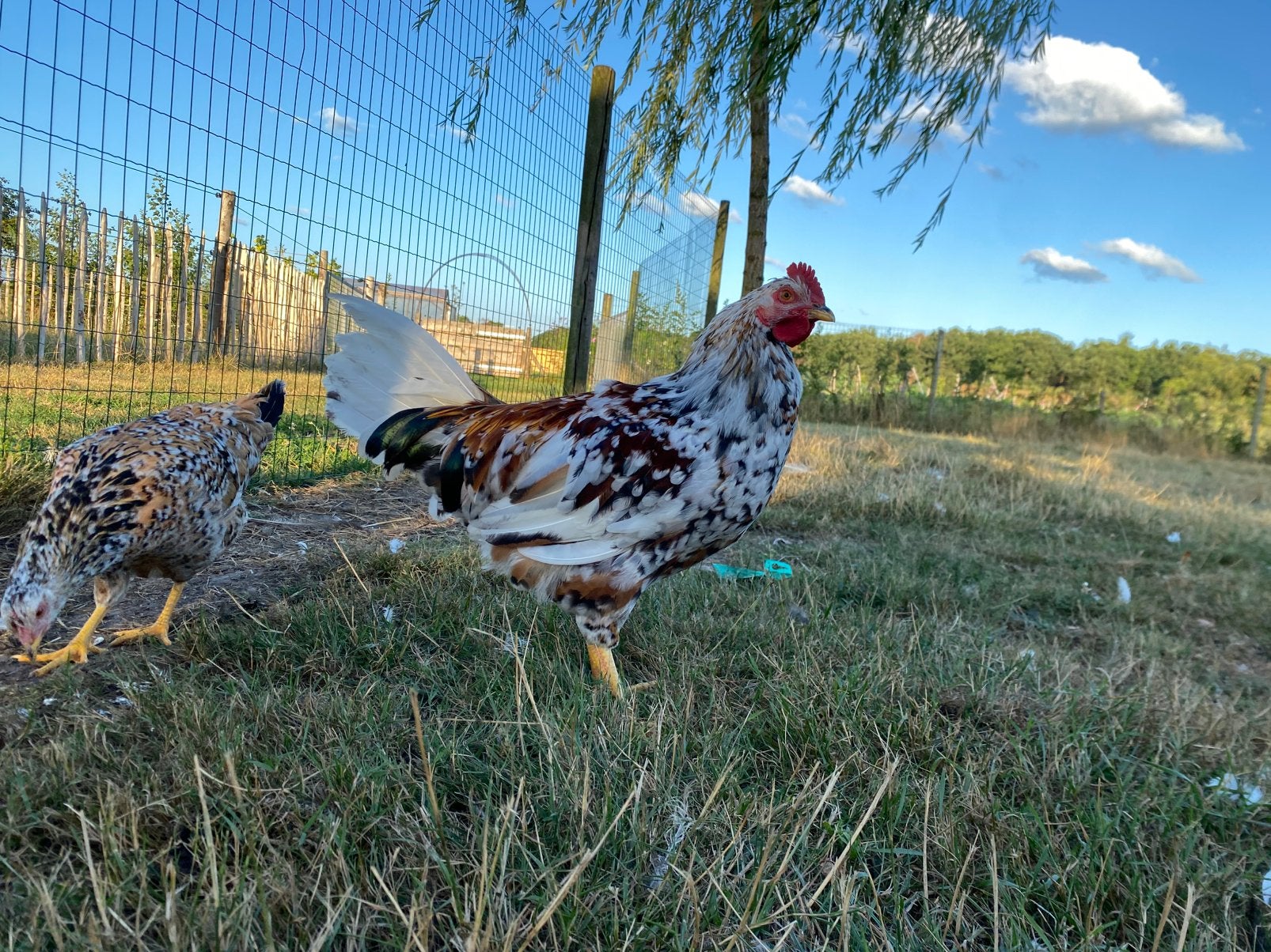 Zweedse bloemenkip haan, Dieren en Toebehoren, Pluimvee