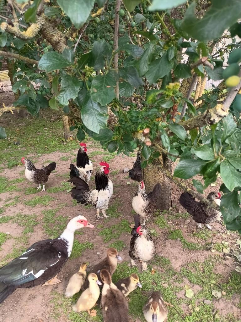 Basette kippen, Dieren en Toebehoren, Pluimvee