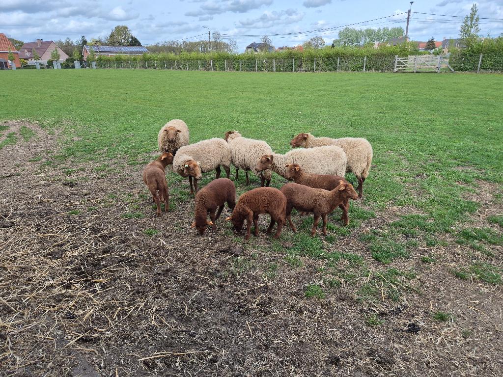 6 Voskop lammetjes met stamboek - 175€/stuk, Plusieurs animaux, Mouton, 0 à 2 ans