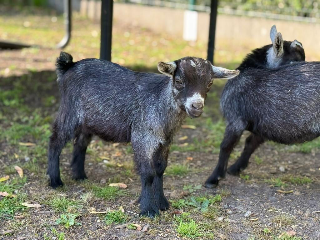 blauwschimmel dwerggeitjes- 3 stuks, Plusieurs animaux, Chèvre, 0 à 2 ans