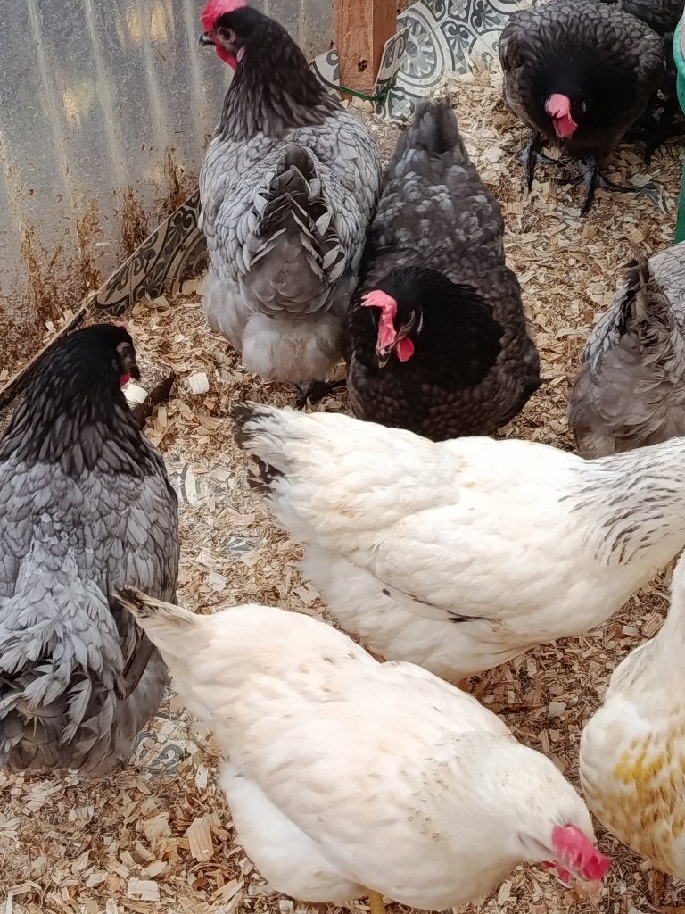 viande de poulet 5 mois +- 3kg, Femelle, Poule ou poulet