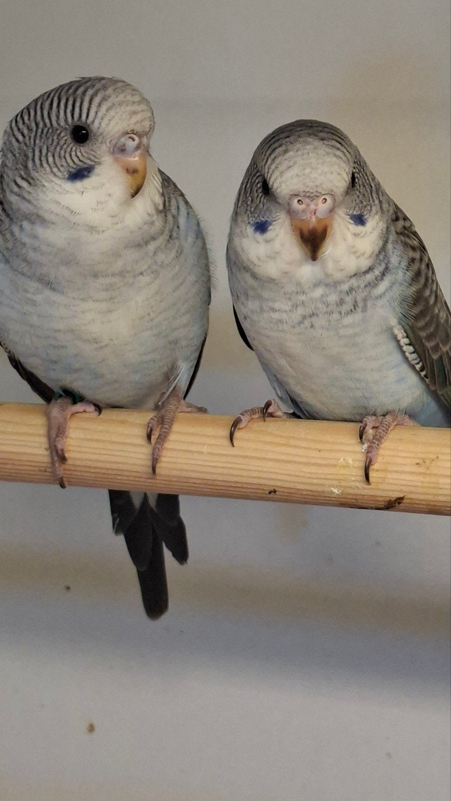 2 blackwing popjes