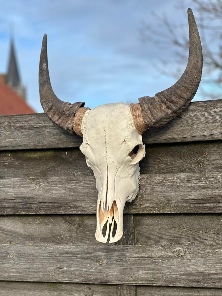 Schedel buffel, Antiek en Kunst, Ophalen