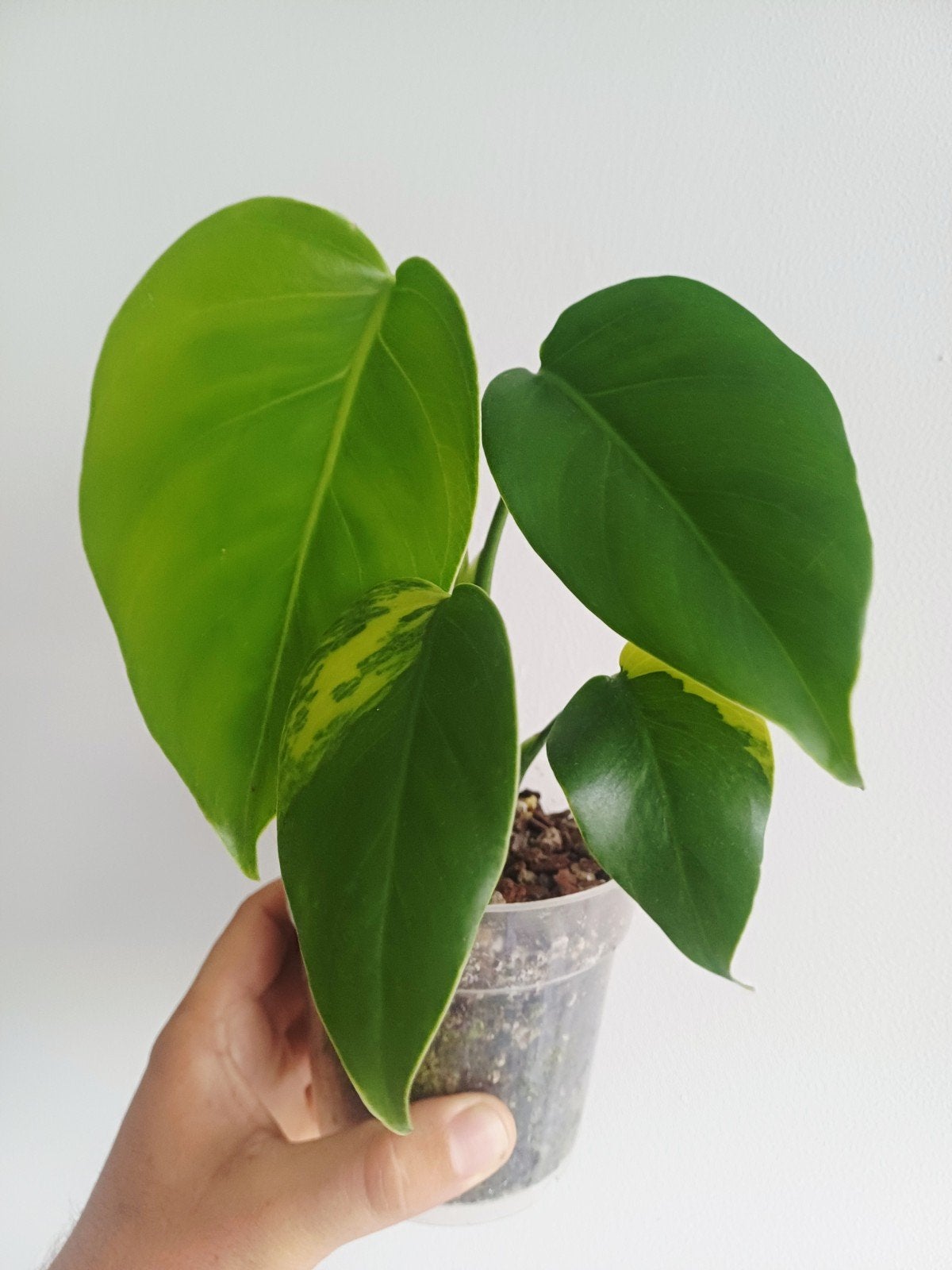 Monstera Green on Green, Huis en Inrichting, Kamerplanten, Overige soorten, In pot, Minder dan 100 cm, Groene kamerplant