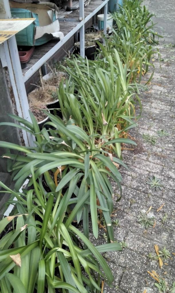 10 AGAPANTUS  BLEU  DE CHINE IN 10 LITER POT 15 euro per pot, Tuin en Terras, Ophalen