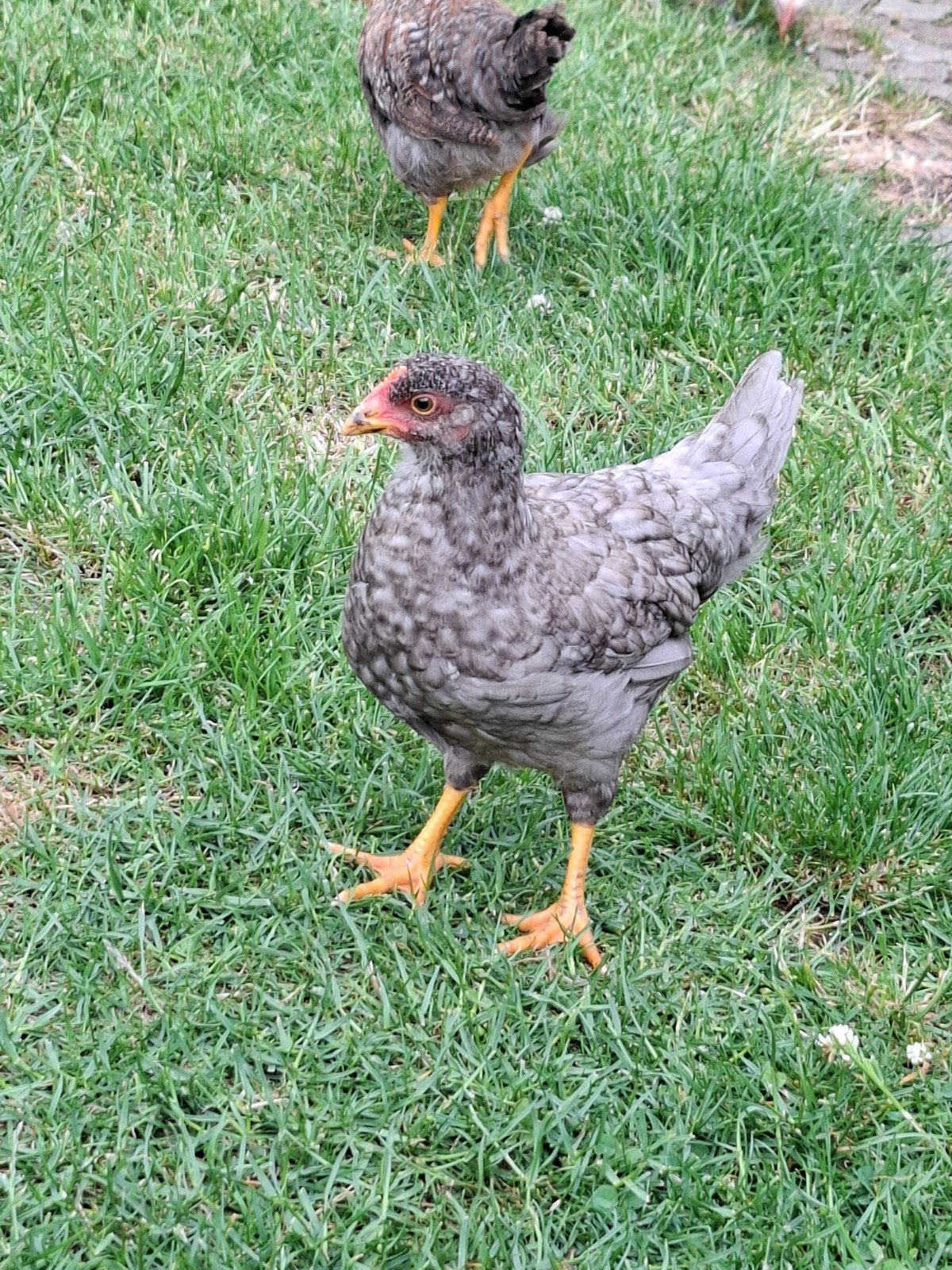 Jonge kip, Dieren en Toebehoren, Pluimvee, Vrouwelijk, Kip