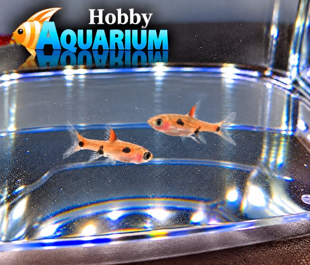 Hobbyaquarium Boraras Maculatus / dwergrasbora, Animaux & Accessoires, Poisson, Poisson d'eau douce, Banc de poissons
