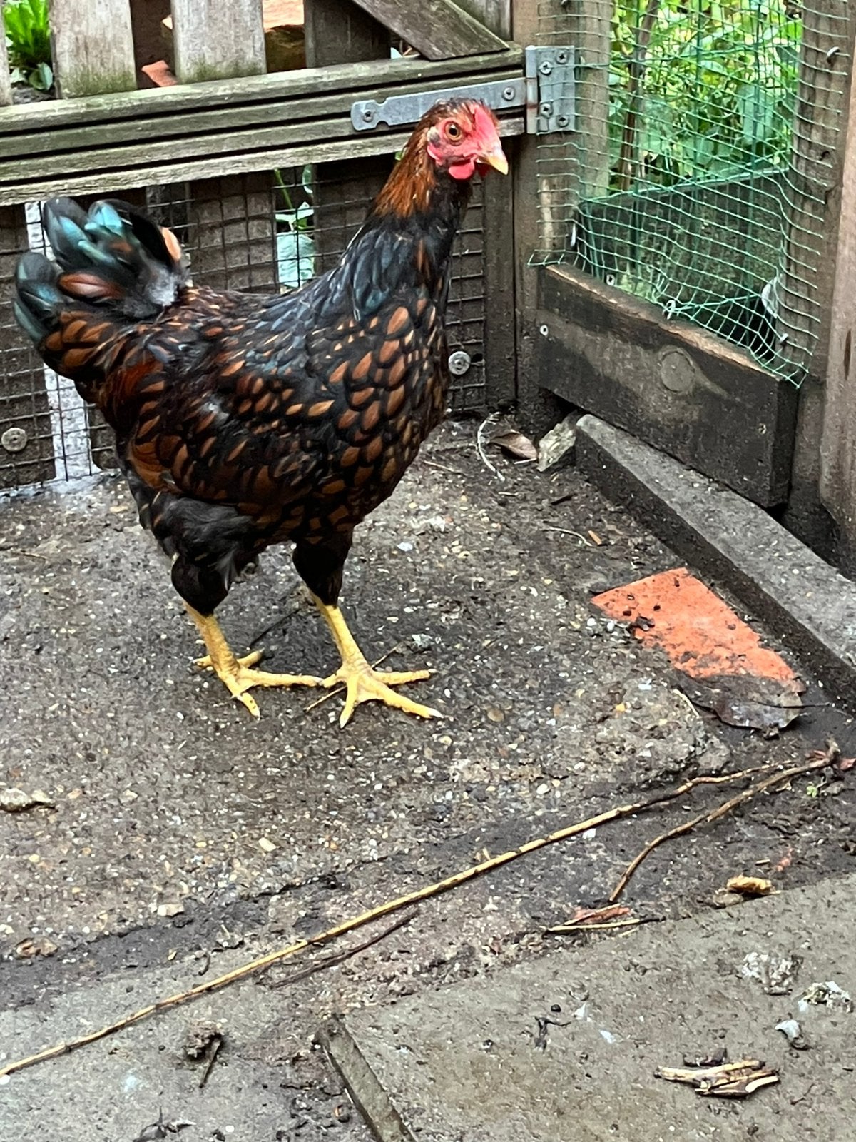 Wyandotte kriel haan, Dieren en Toebehoren, Pluimvee