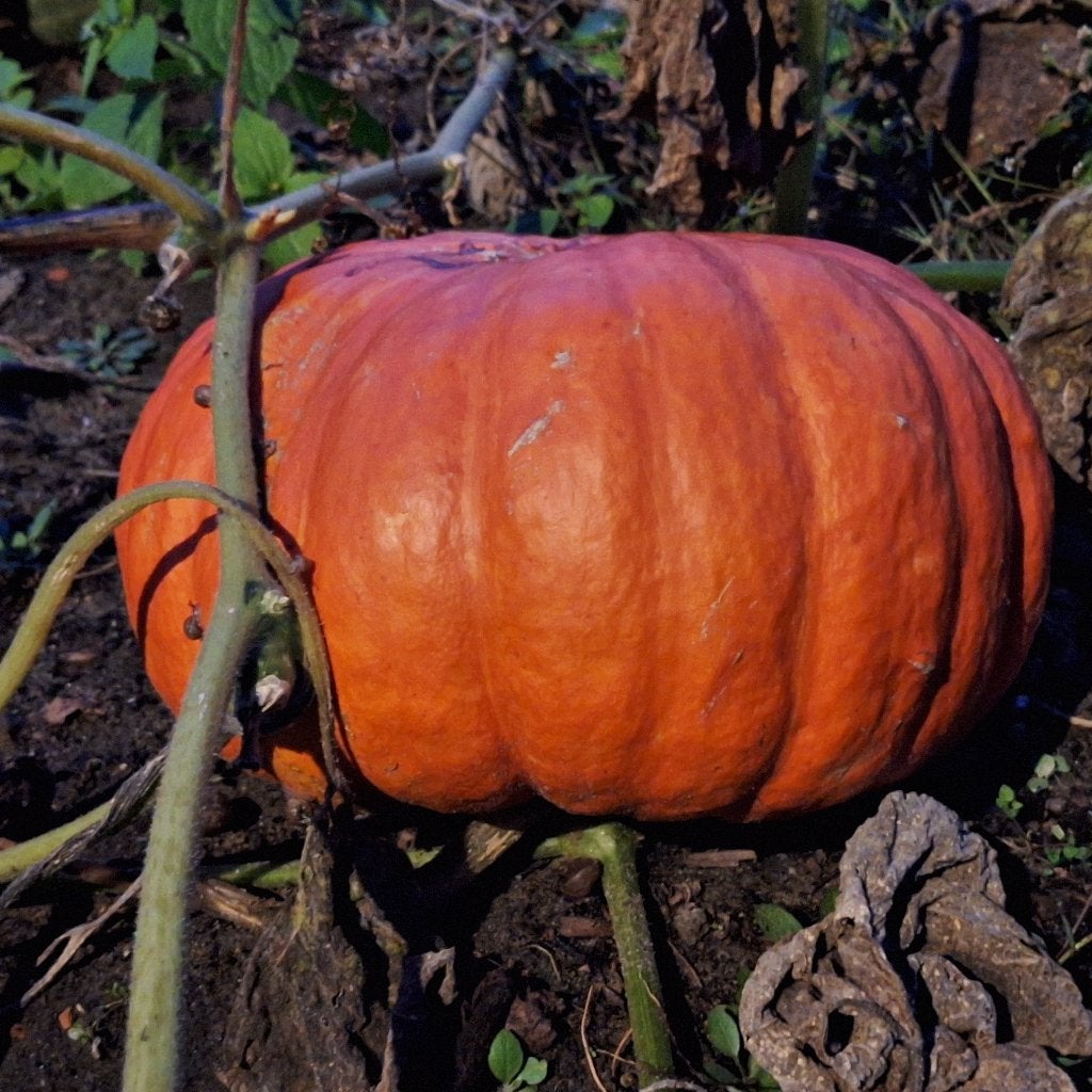 Pompoenen, Ophalen