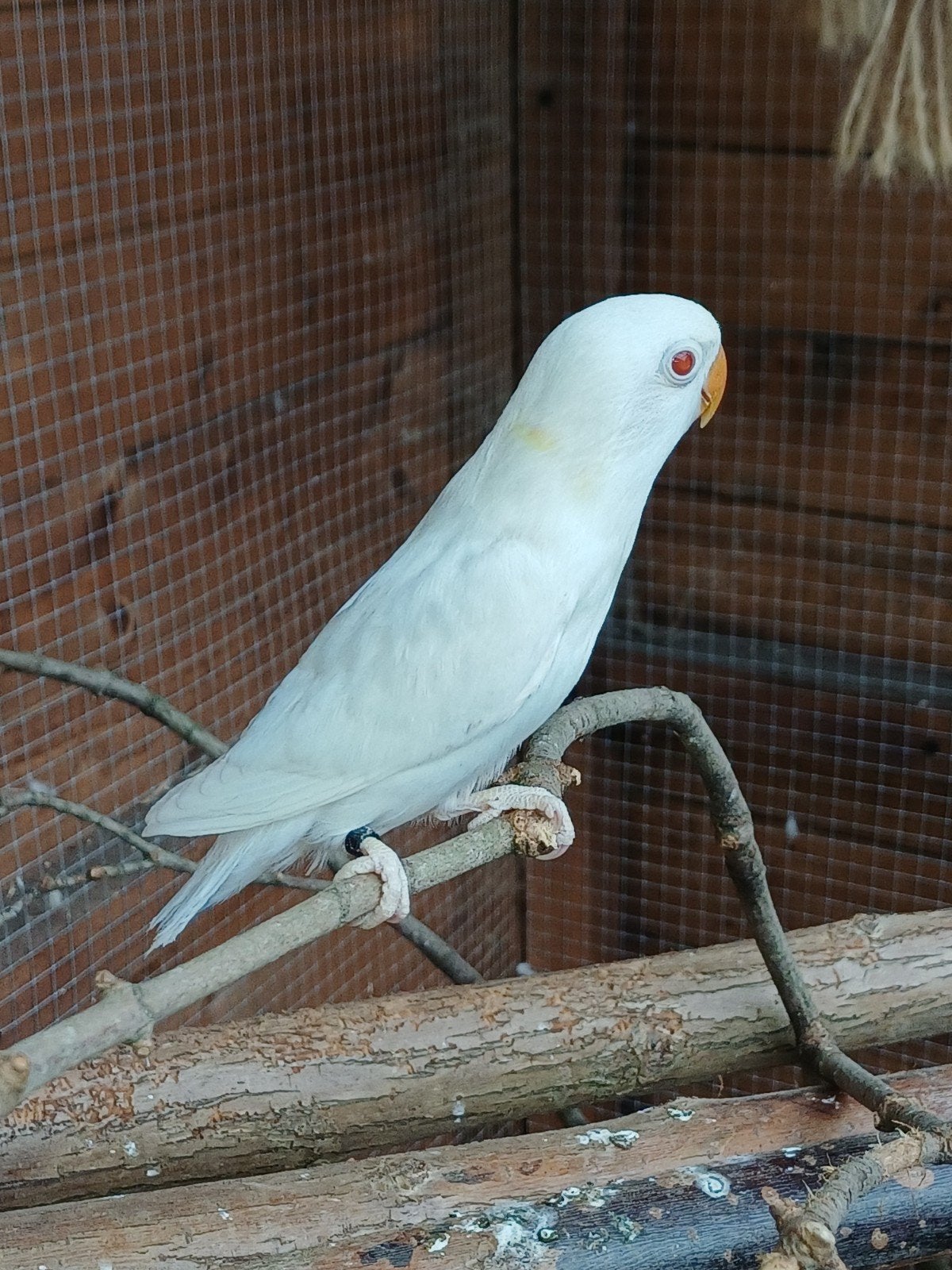 Tal van jonge ficherie's eigen kweek, Dieren en Toebehoren, Vogels | Parkieten en Papegaaien