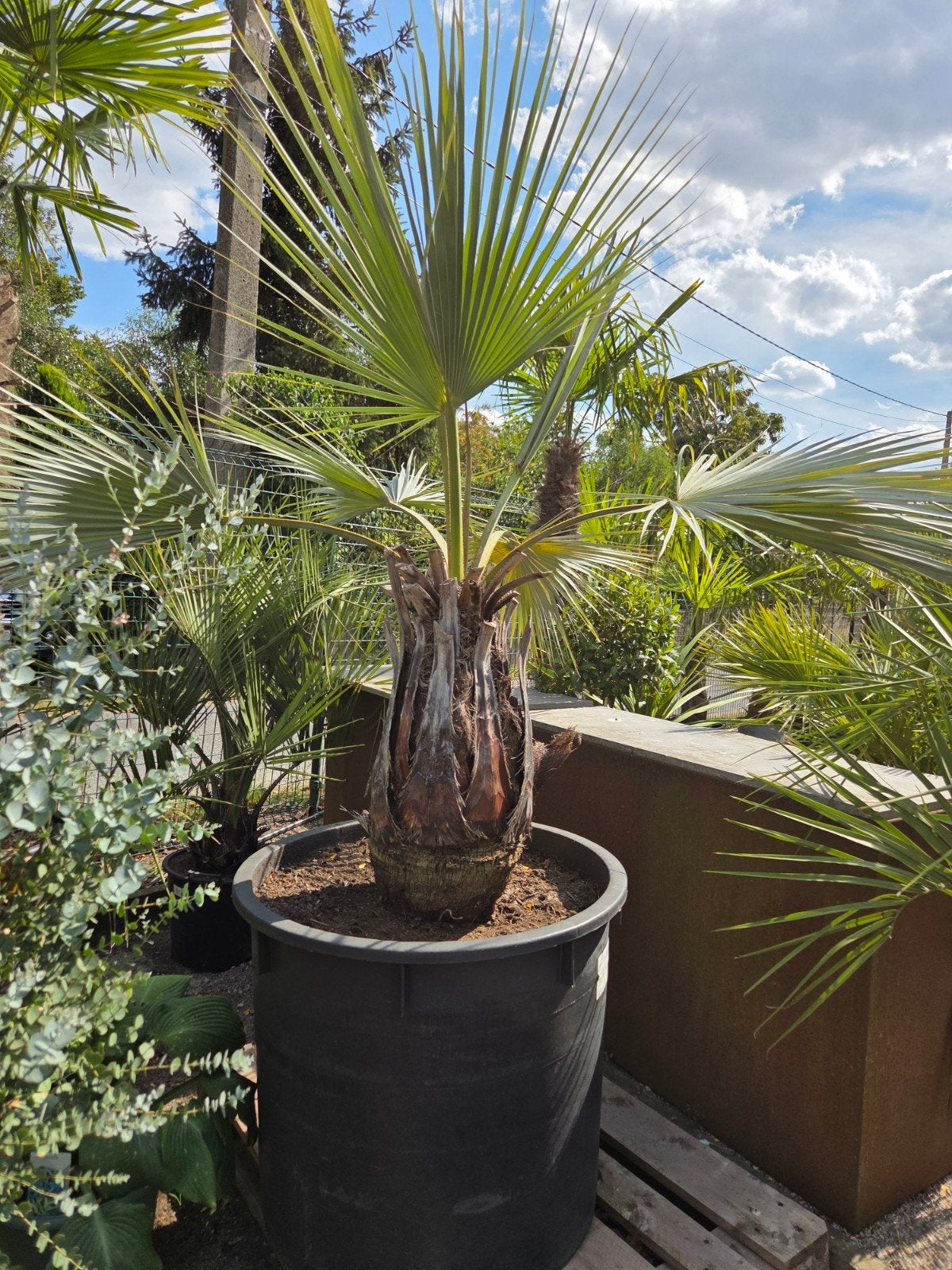 Palmboom Brahea Armata, Ophalen