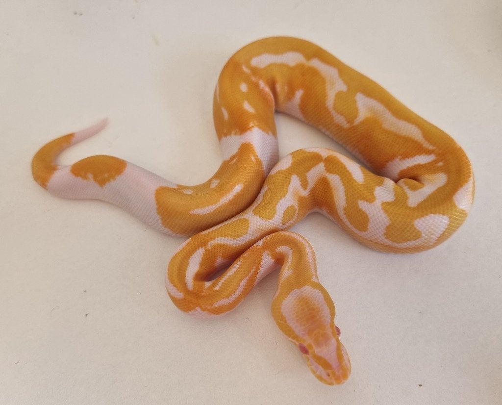 0.1 ( black head ) dreamsicle koningspython Ball Python photo 3
