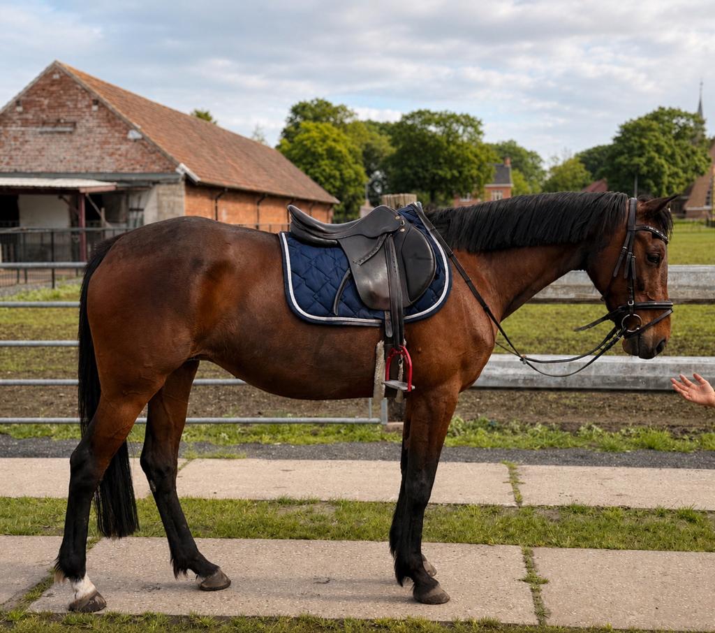 Bomproof & Brave D-pony merrie van 11 jaar, Vermifugé, B, 11 ans ou plus, Moins de 160 cm