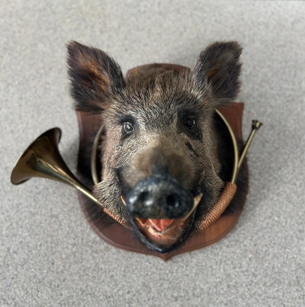 tête de sanglier de taxidermie, Collections, Collections Animaux, Enlèvement, Comme neuf, Animal sauvage, Animal empaillé