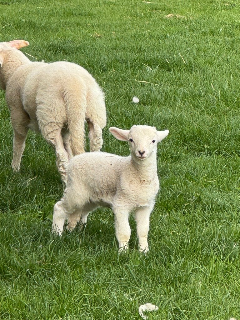 Wiltshire Horn stamboek- schapen, Februari, Meerdere dieren