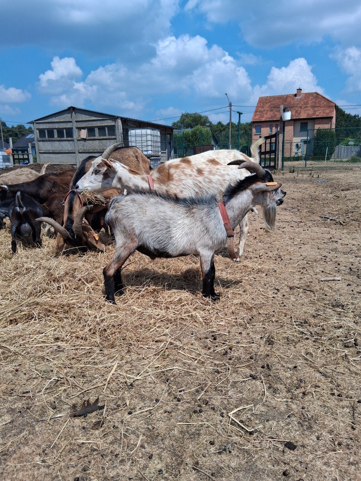 schimmelbok dwerggeit, Dieren en Toebehoren, Mannelijk, Geit, 0 tot 2 jaar