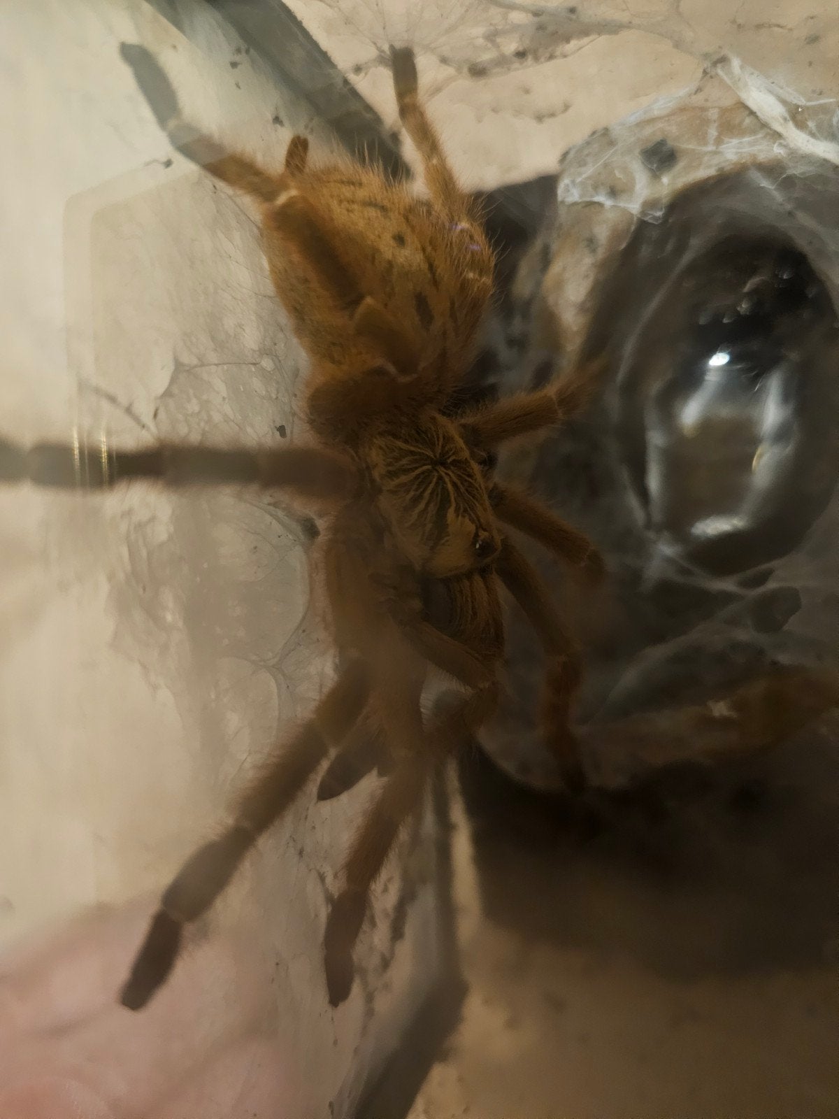 Pterinochilus murinus vrouw 
Dier