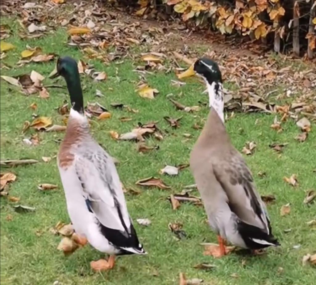 Nieuwe thuis gezocht voor 2 Indische loopeenden, Dieren en Toebehoren, Pluimvee