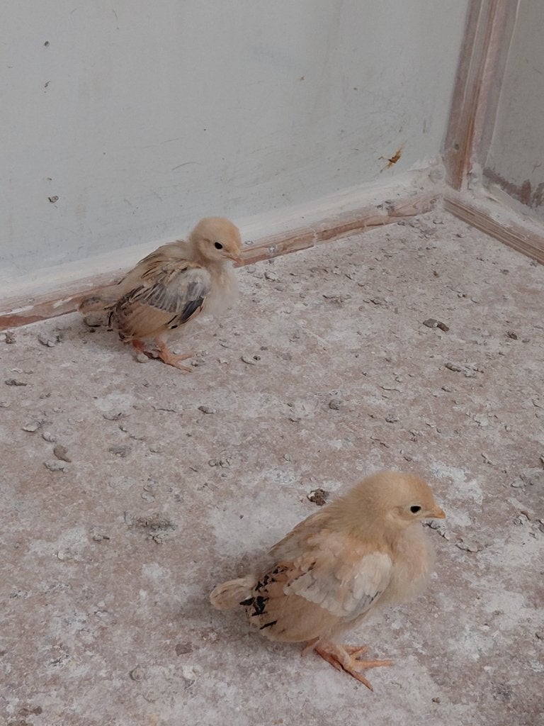 Kippen, Dieren en Toebehoren, Pluimvee, Meerdere dieren, Kip