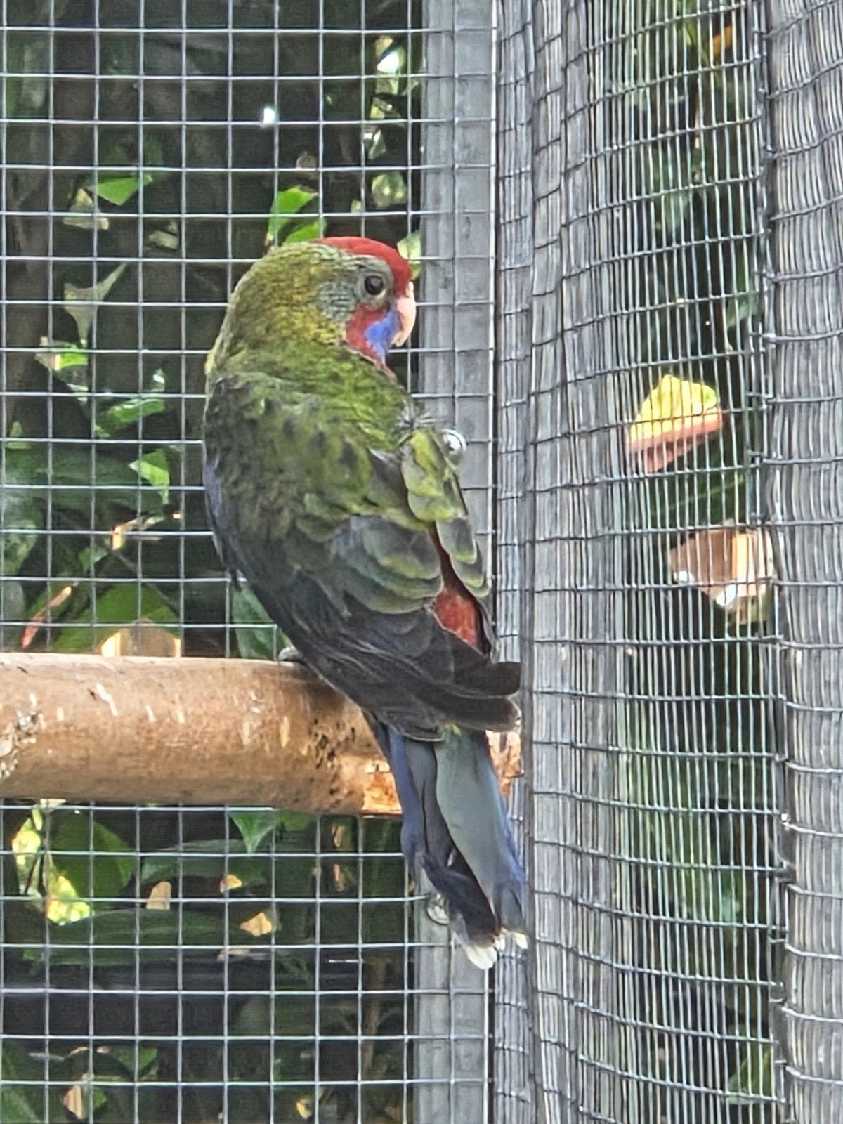 3 pennant rosella 2026