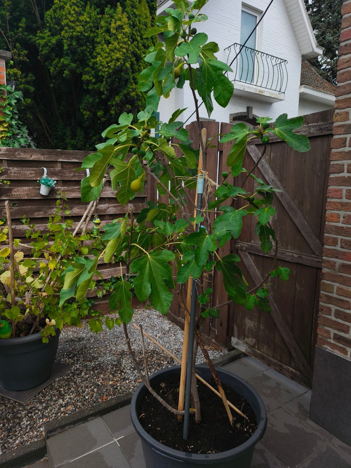 Vijgenboom, Tuin en Terras, Planten | Bomen, Ophalen