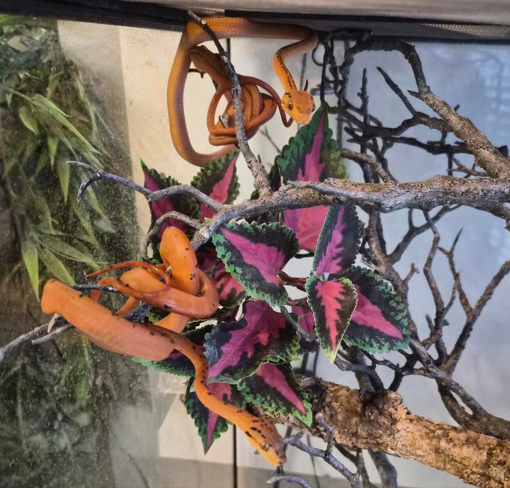 Corallus Hortulanus Tiger double ligne Caramel️, Serpent
