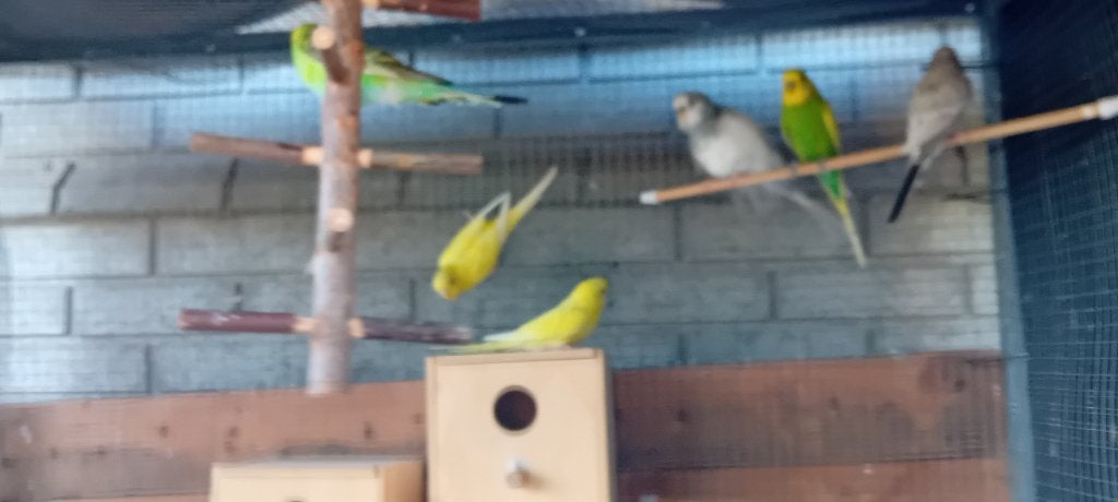 Grasparkieten, Dieren en Toebehoren, Vogels | Parkieten en Papegaaien, Parkiet
