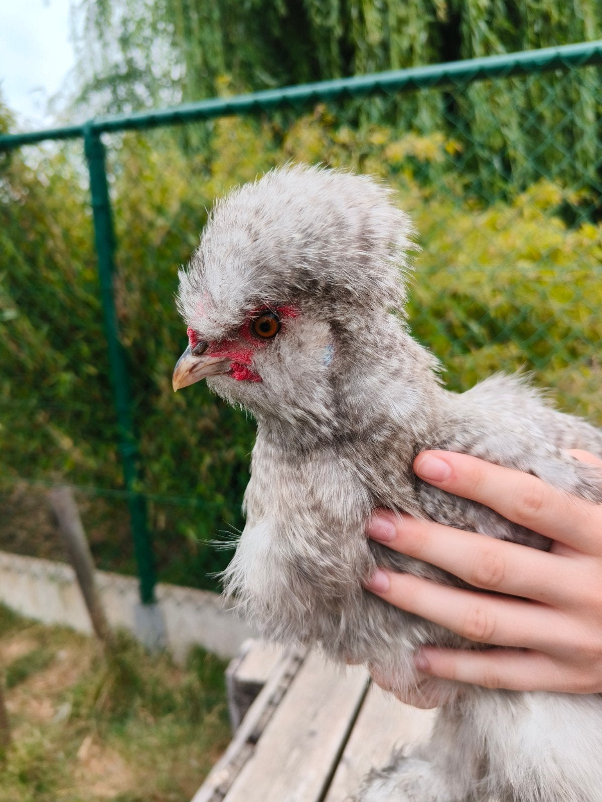 USA zijdehoender haan, Animaux & Accessoires, Volatiles, Mâle, Poule ou poulet