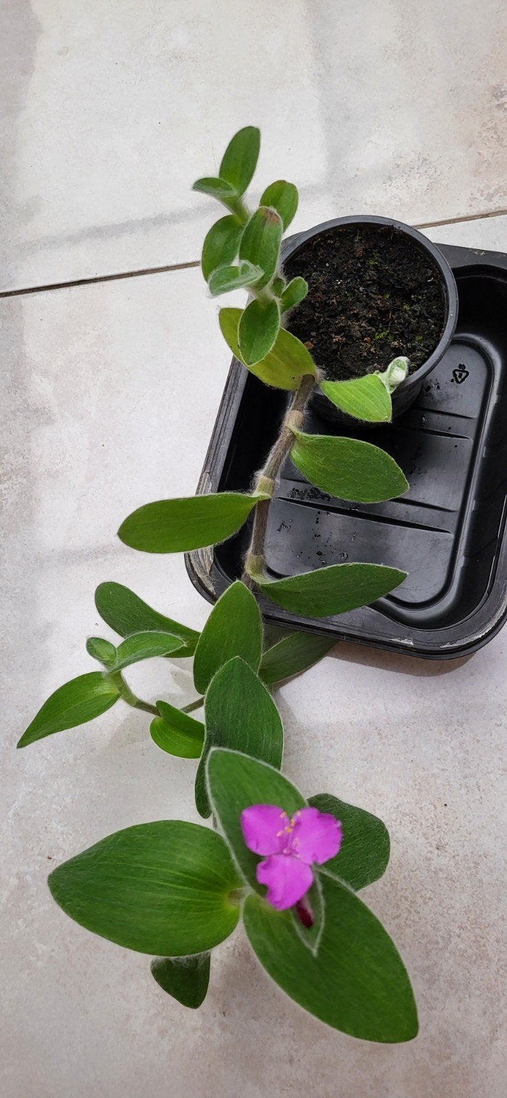 Tradescantia sillamontana, Huis en Inrichting, Ophalen