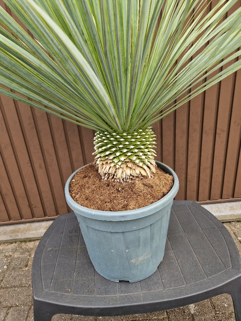 Yucca Rostrata winterhard., Ophalen