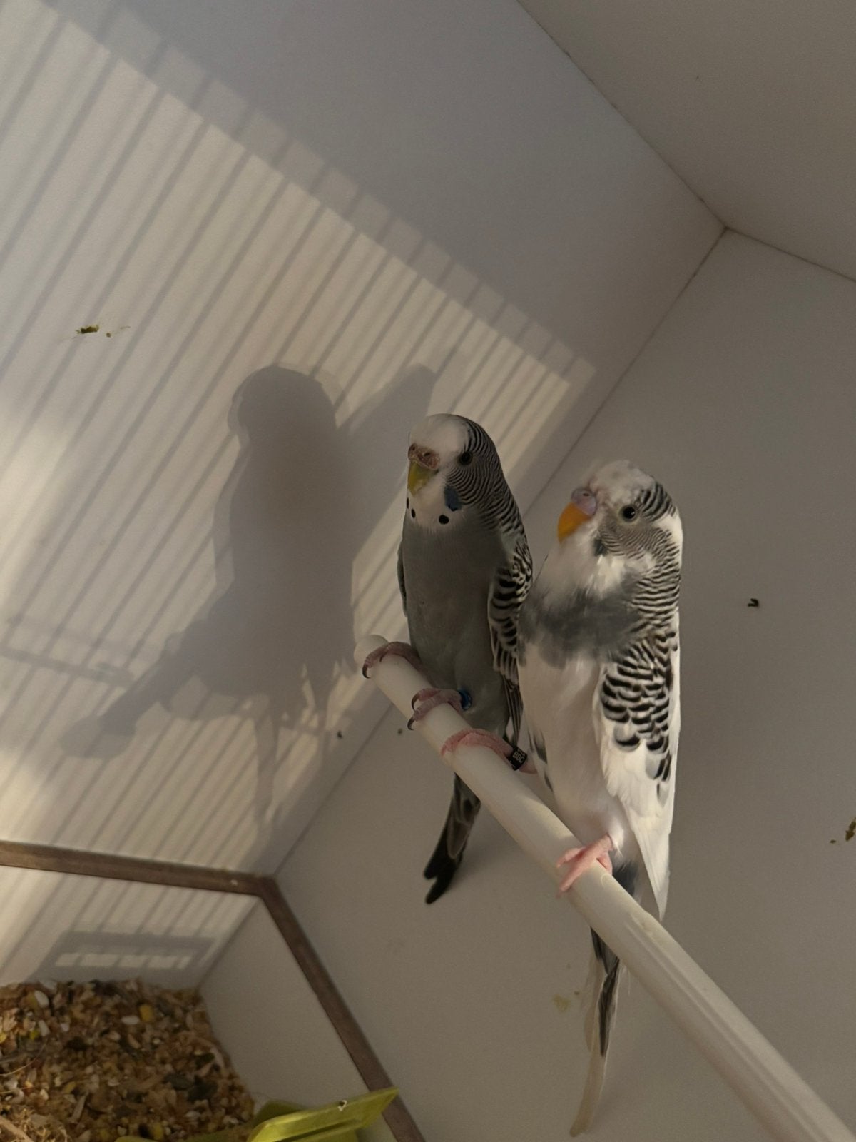 Kweekkoppel grasparkieten, Plusieurs animaux, Perruche