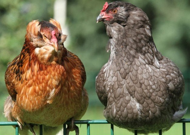 Legkippen en sierkippen - 0472-51.09.71 - open tot 21u, Kip