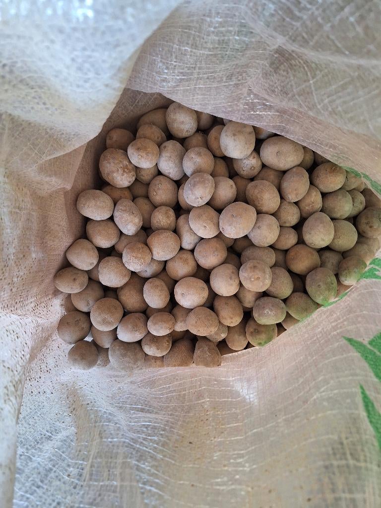 plant de pomme de terre fontane, Enlèvement