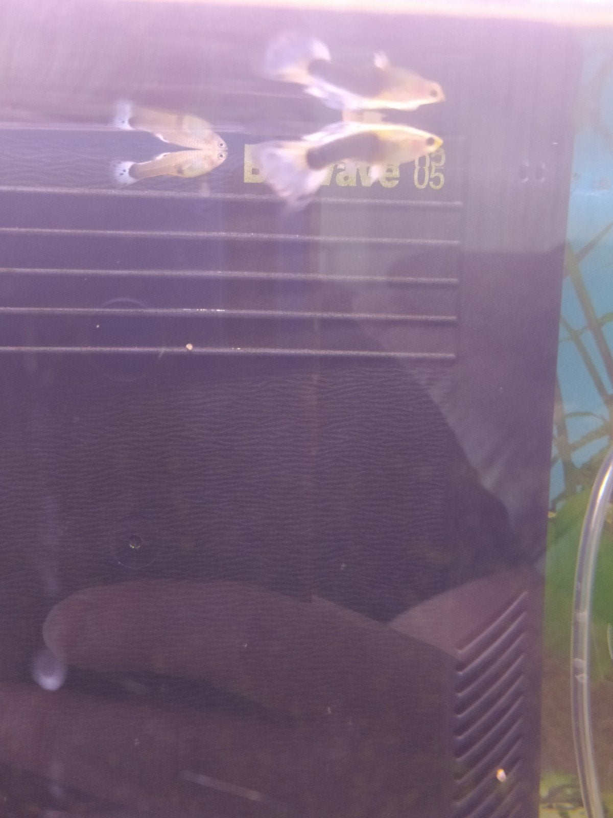 1 mannetje gup, Dieren en Toebehoren, Vissen | Aquariumvissen