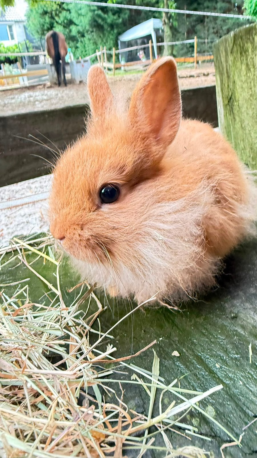 lapins nains de couleur à vendre !