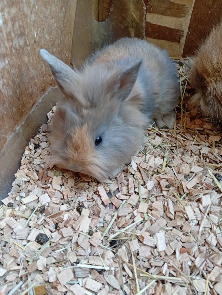 Konijn, Dieren en Toebehoren, Konijnen, Meerdere dieren, Dwerg, 0 tot 2 jaar