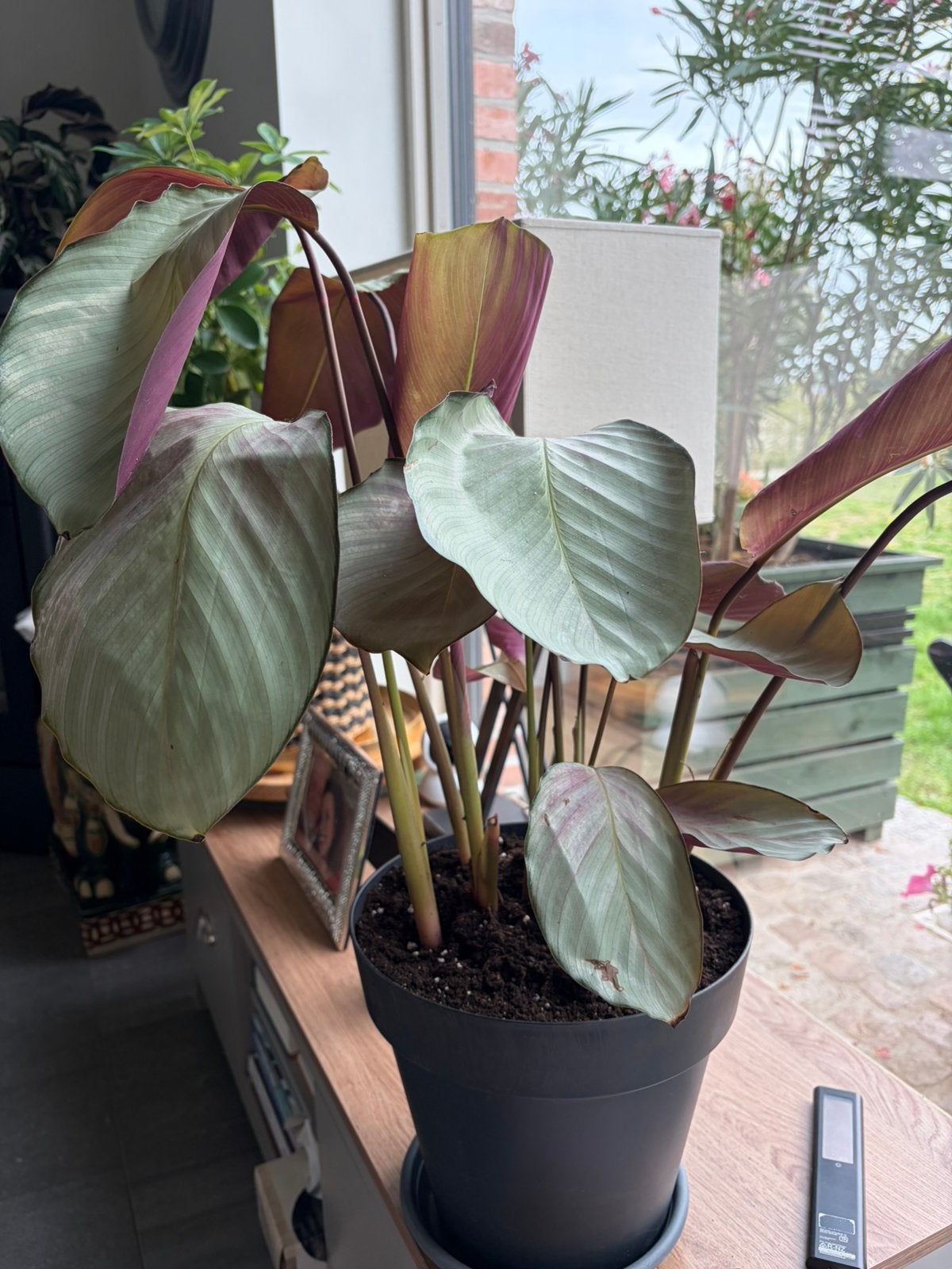Calathea, Maison & Meubles, Plantes d'intérieur, Enlèvement