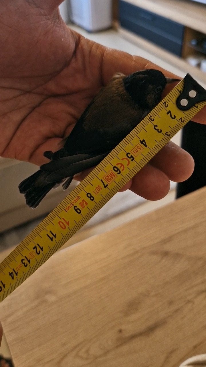 chardonnerets noirs, Animaux & Accessoires, Oiseaux | Oiseaux Autre, Plusieurs animaux, Bagué
