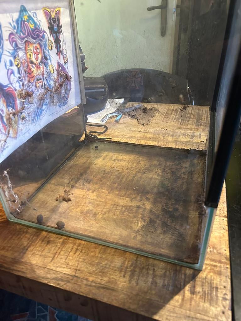 Glazen terrarium 30x30x30, Dieren en Toebehoren