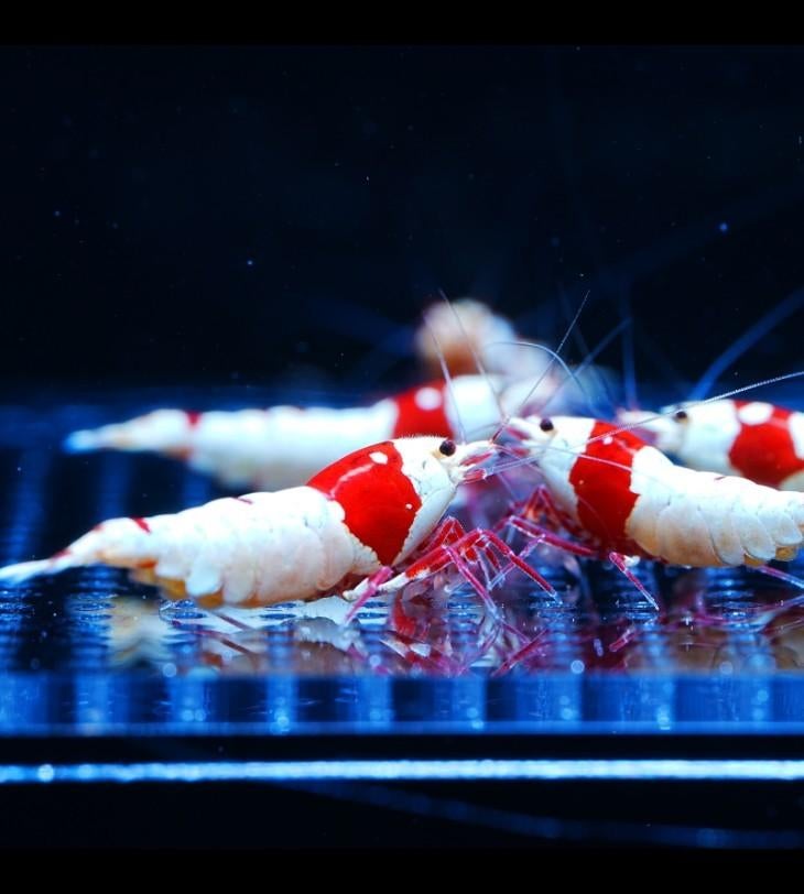 Crystal red pure red line garnalen caridina, Dieren en Toebehoren