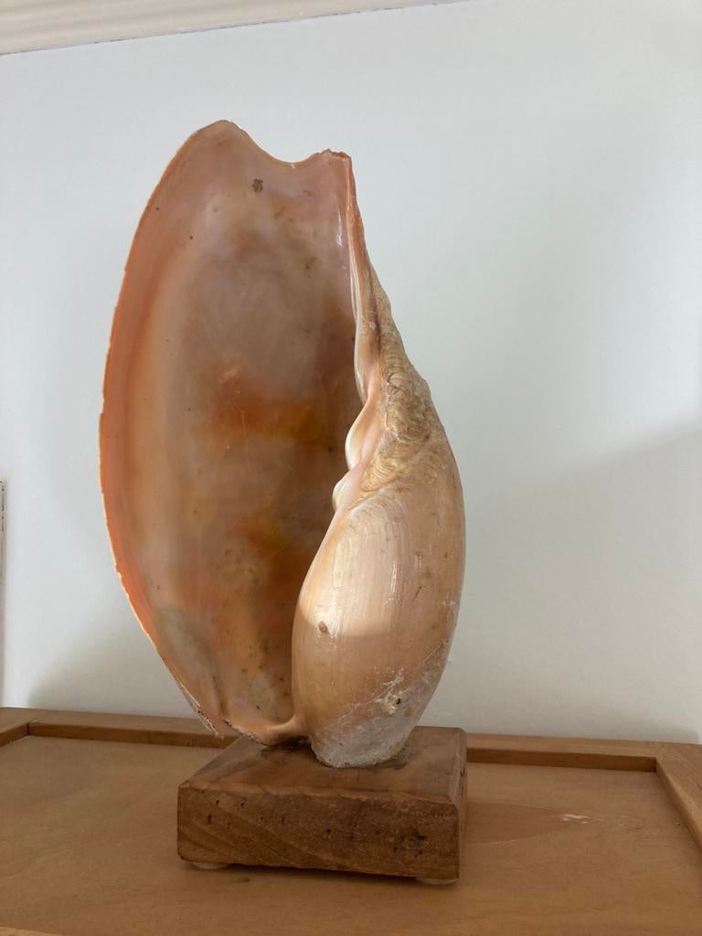 Decoratieve grote schelp 20x20x40, Ophalen, Zo goed als nieuw
