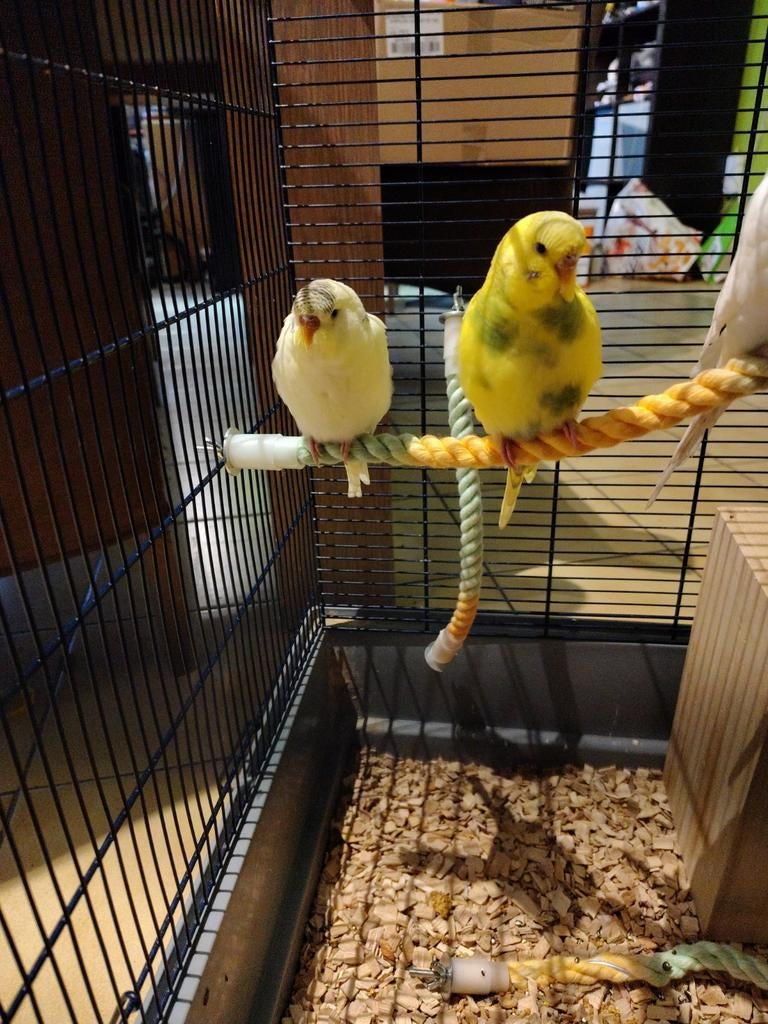 Mooie grasparkietjes te koop, Dieren en Toebehoren, Vogels | Kanaries