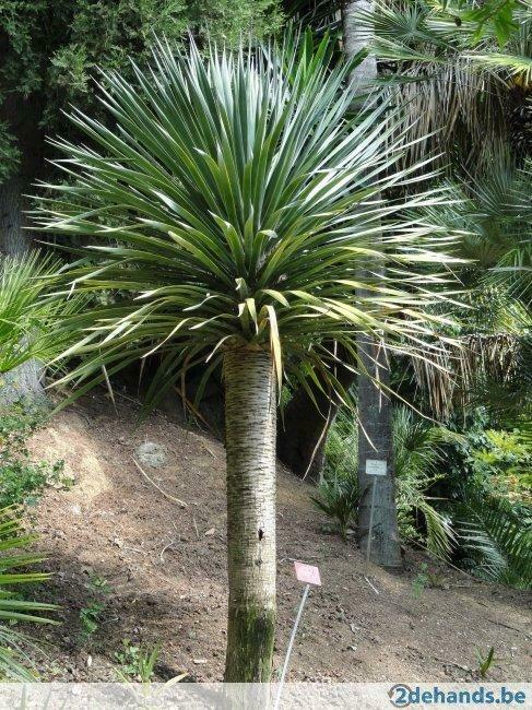 Drakenbloedboom (de echte!), Ophalen