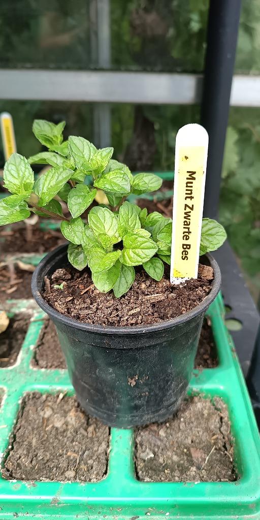 28 sortes de menthe au goût différent, Jardin & Terrasse, Plantes | Jardin, Plante fixe, Herbes, Mi-ombre, Été, Enlèvement ou Envoi