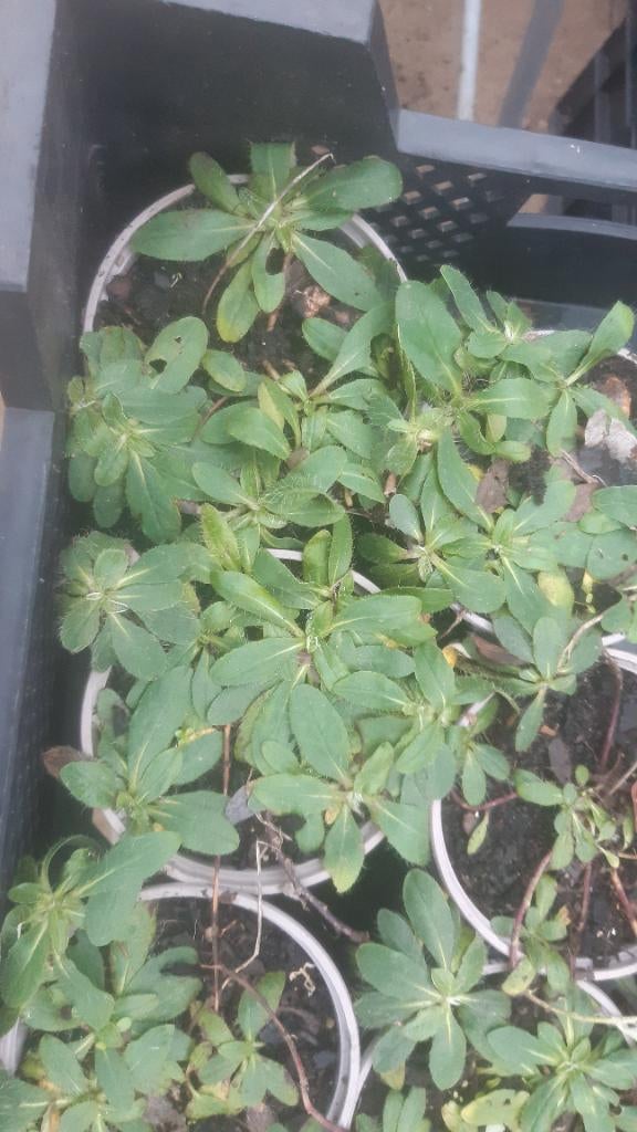 Oreille de souris (Pilosella officinarum), Enlèvement, Plante fixe