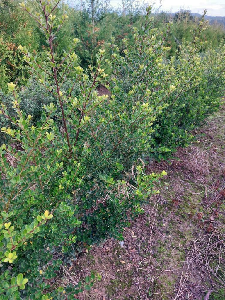 japanse hulst/ buxusvervanger: Ilex crenata 'green hedge', Ophalen, Hulst, Haag, Minder dan 100 cm
