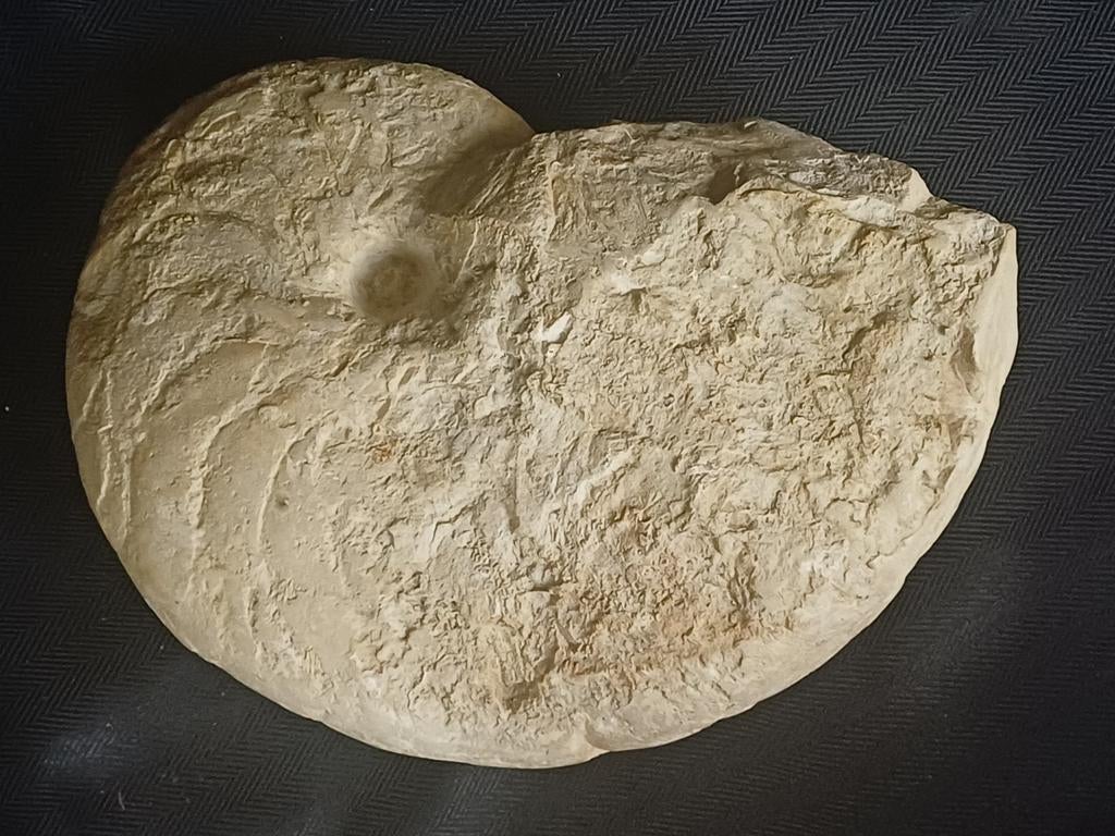 Grote en zware fossiele nautilus uit Frankrijk - 35 cm, Verzamelen, Ophalen of Verzenden, Fossiel